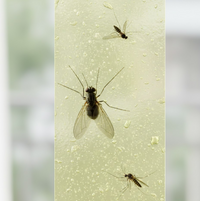 Three small, dark insects with transparent wings are stuck to a light green, textured surface.